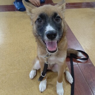 4月17日生まれ 仮称テマリちゃん 人懐こい女の子