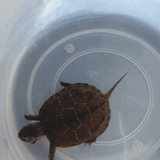 クサガメ？を保護しました