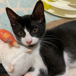 マイペースなイケニャンハチワレ男子ひろみ