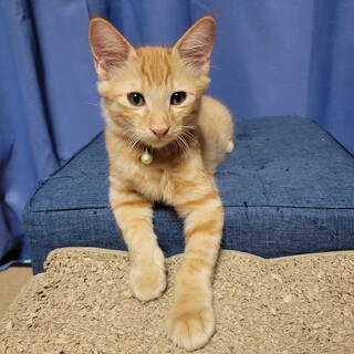 元気な茶トラ坊