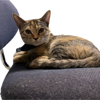 アメショミックス5月7日生まれの三毛猫