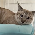 サバトラ　オス成猫