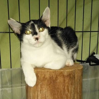 ロッテの佐々木投手に似た、きりっとしたマスクです。