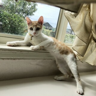 甘えん坊な男の子ラン君