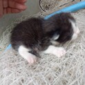 産まれて3週くらいの子猫ちゃんです。