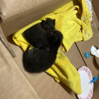 双子の黒猫ちゃん٩( ᐛ )( ᐖ )۶