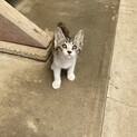 美猫三毛　可愛いメス