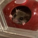 里親募集！アフリカヤマネ 3歳男の子