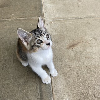 可愛い三毛　2ヶ月