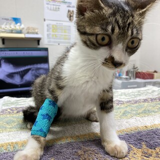 生後2か月の赤ちゃん猫です。病気なし、元気な子