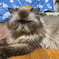 エキゾチックのポンちゃん、甘えん坊、呼ぶと来ます