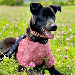 内弁慶なＱちゃんです。