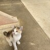 可愛い三毛　2ヶ月　No3 サムネイル2