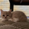 可愛いネコチャンです