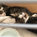 ！至急！　お口周りに可愛い模様がある子猫
