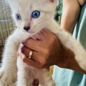 天使のような子猫1ヶ月