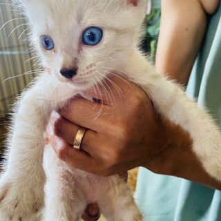 天使のような子猫1ヶ月