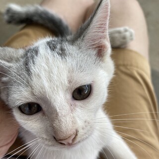 日本美猫　シロ猫メス　2ヶ月