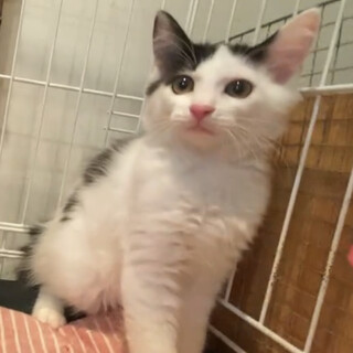 ふわふわ☆しょうへい♂3か月