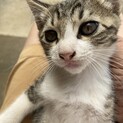 美猫　キジトラオス　2ヶ月