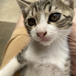 美猫　キジトラオス　2ヶ月