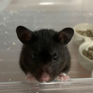 キングハムスター クロ