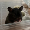 キングハムスター クロ サムネイル3