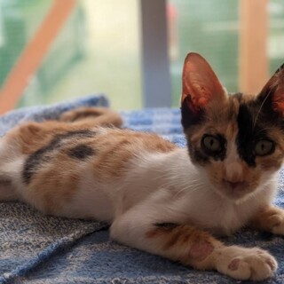 3匹一緒に保護された、三毛猫のアスカちゃん