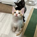 かわいいチャトラ♂