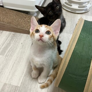 かわいいチャトラ♂