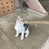 可愛い三毛　2ヶ月　No3 サムネイル5