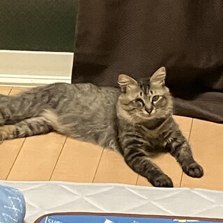 かわいいソマリ風？猫