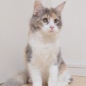 メイン・クーン　可愛らしい女の子♪