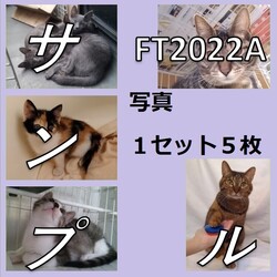 チグショップオープン サムネイル2