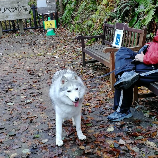 クサカワロルフのカバー写真