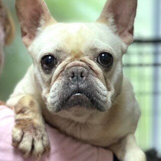 22-W480　フレブル愛ちゃん♪