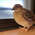 ナミウズラさん