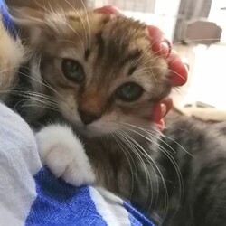 in豊明市～子猫のお祭り!!☆保護猫の譲渡会2022年9月3日（土）～ 「ちーむ にゃいんず」