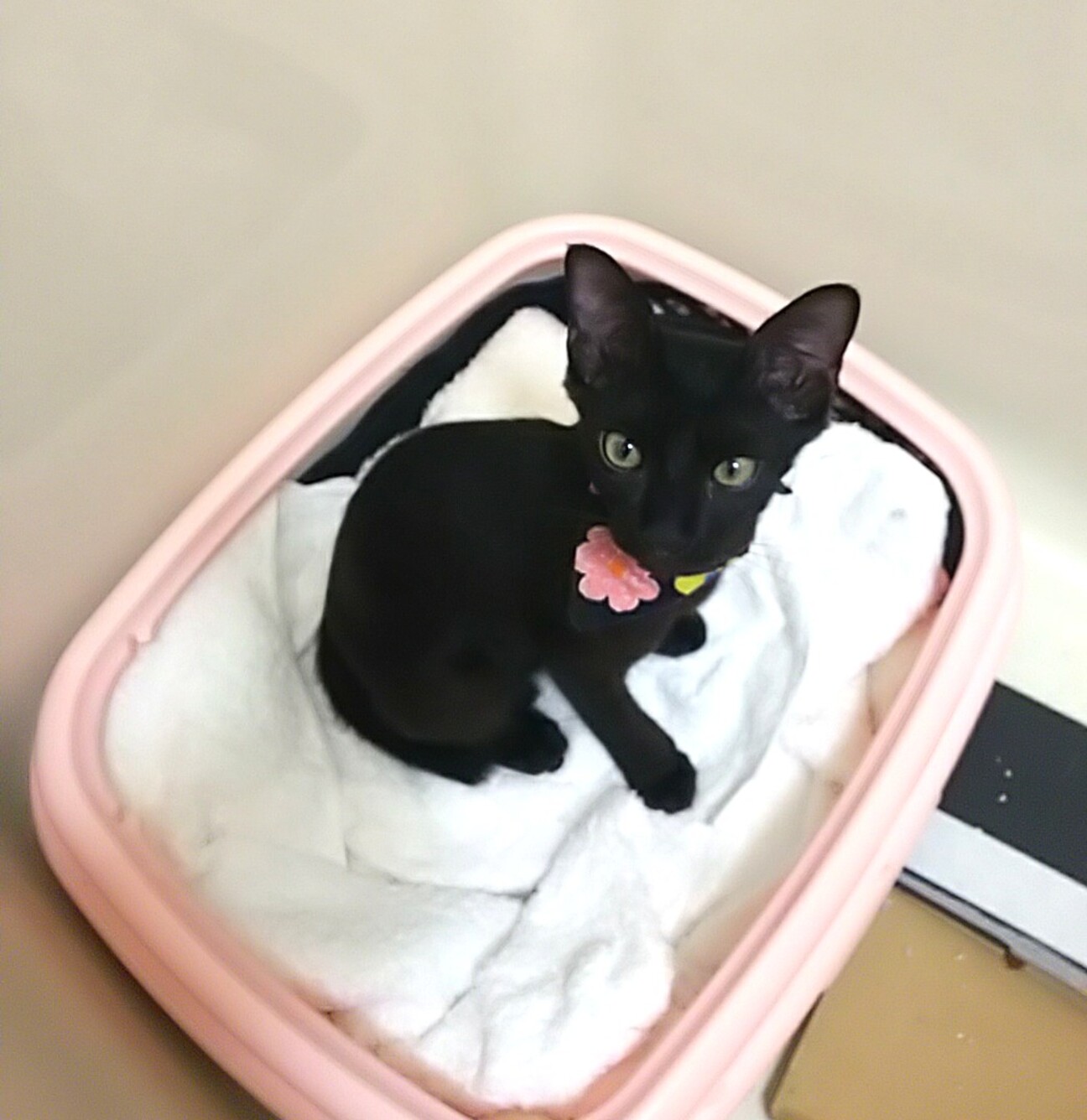 トライアル中 ゴロゴロの 千葉県 猫の里親募集 ペットのおうち 月間利用者150万人