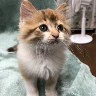 長毛茶白の女の子、2ヶ月【募集停止中】
