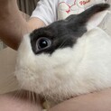 うさぎ（ダッチ）の里親募集