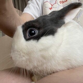 うさぎ（ダッチ）の里親募集