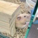 キンクマハムちゃん男の子♂の里親募集