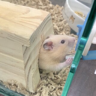 キンクマハムちゃん男の子♂の里親募集