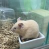 キンクマハムちゃん男の子♂の里親募集 サムネイル2