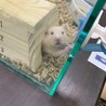 キンクマハムちゃん男の子♂の里親募集 サムネイル3