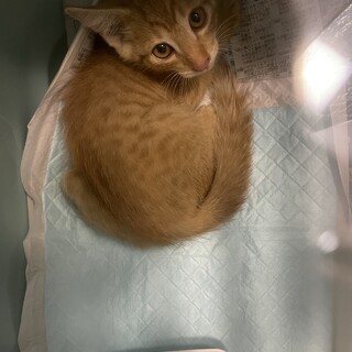 茶トラ　オス3ヶ月