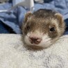 昨日８月26日虹の橋を渡りました。