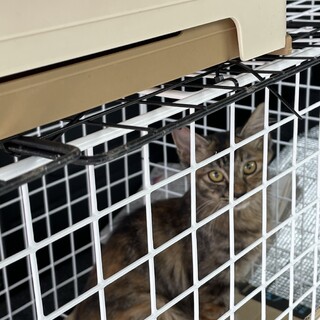 サビ長毛メス猫5ヶ月