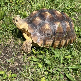 人慣れしたケヅメリクガメ